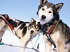 Dogsledge